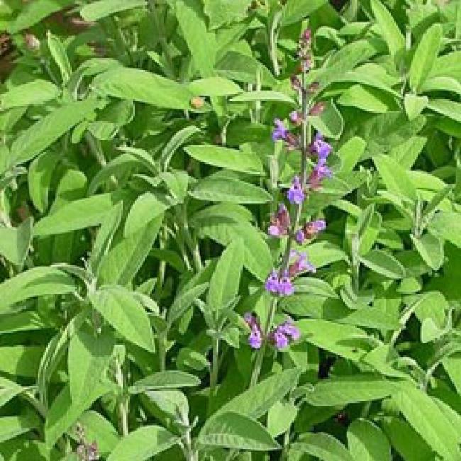 Salvia (Salvia ojjicinalis)