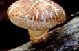 Shiitake (GLOSARIO)