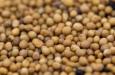 Aceite de semillas de mostaza (GLOSARIO)