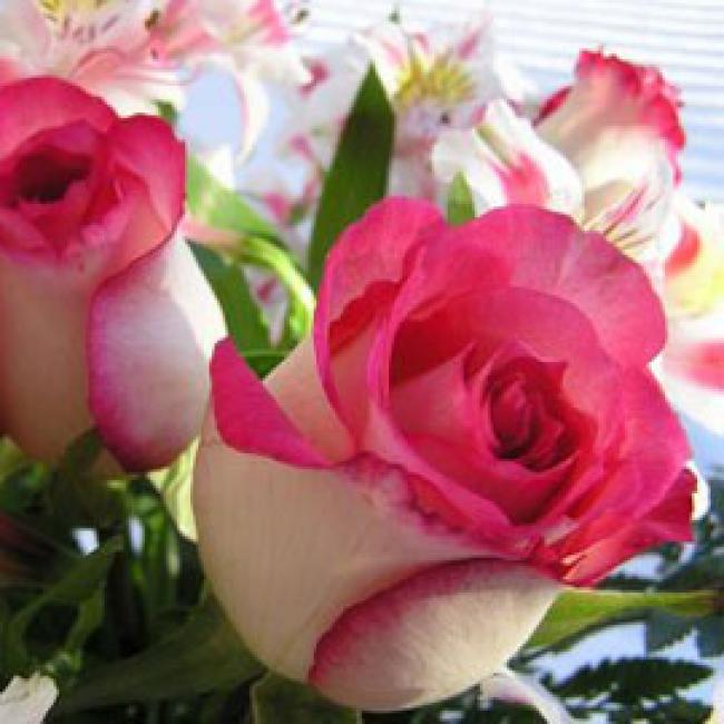 Rosas (Rosaceae)