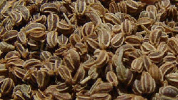 Semillas de apio (apium graveolens)