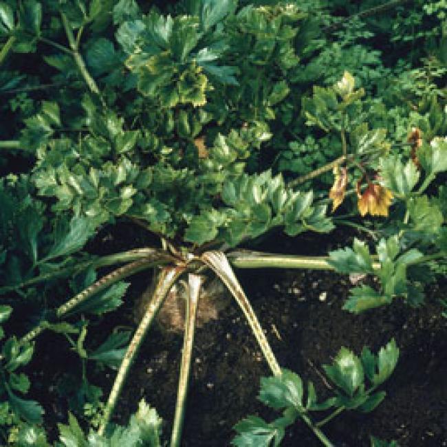 Semillas de eneldo (Anethum graveolens)